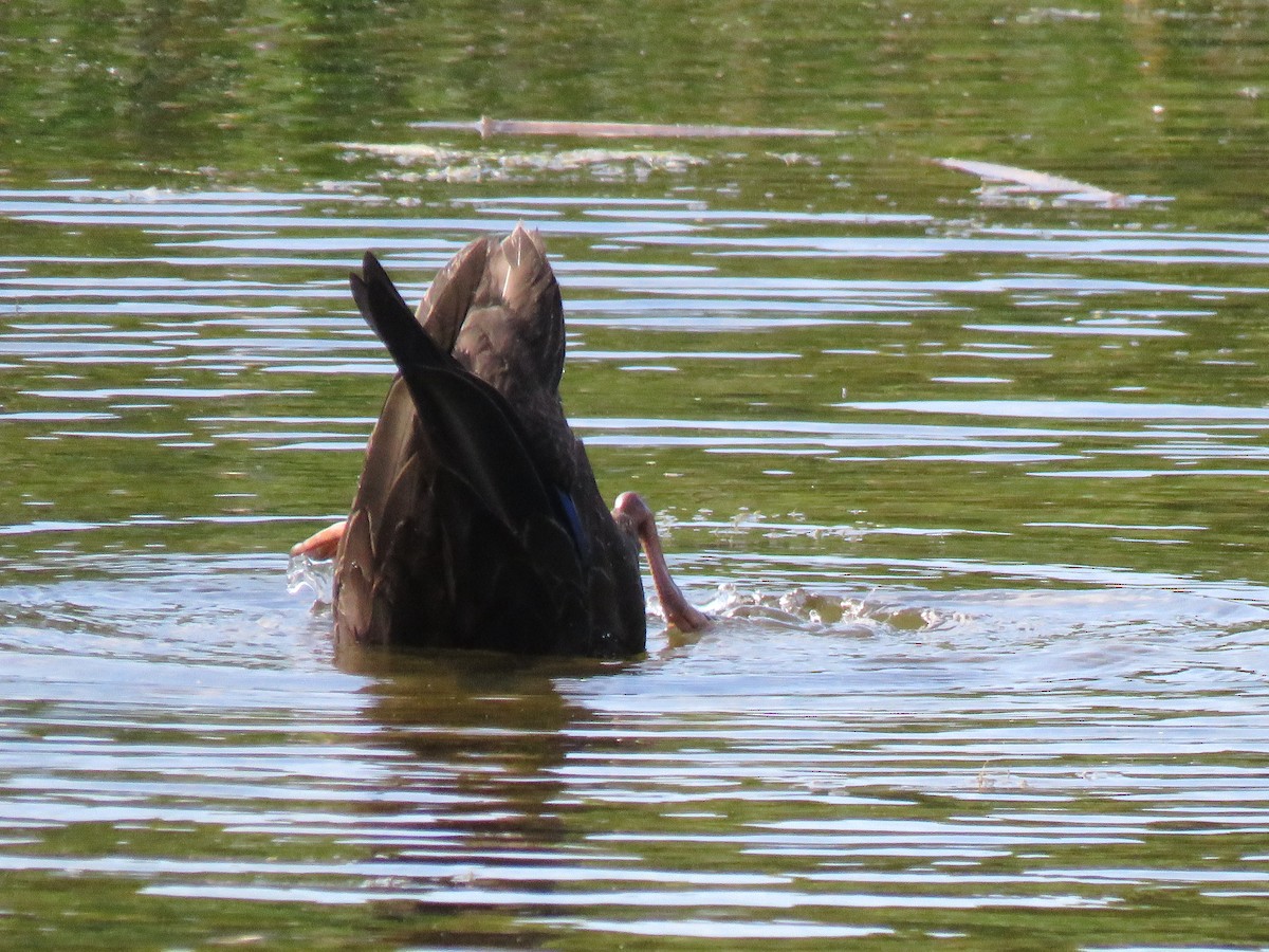 American Black Duck - ML608983777