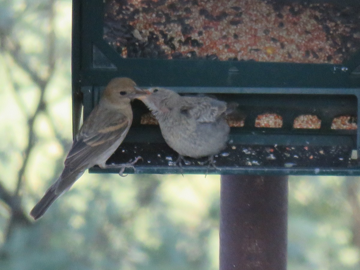 Brown-headed Cowbird - ML608983911