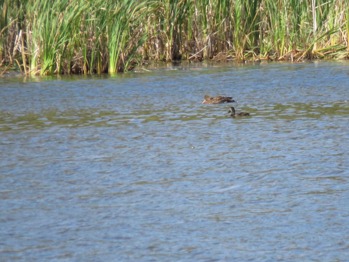 Ring-necked Duck - ML608983985
