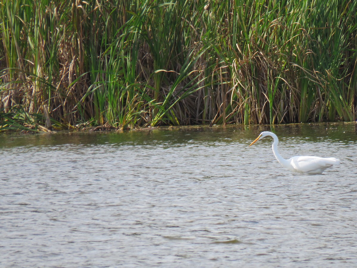 Great Egret - ML608984042