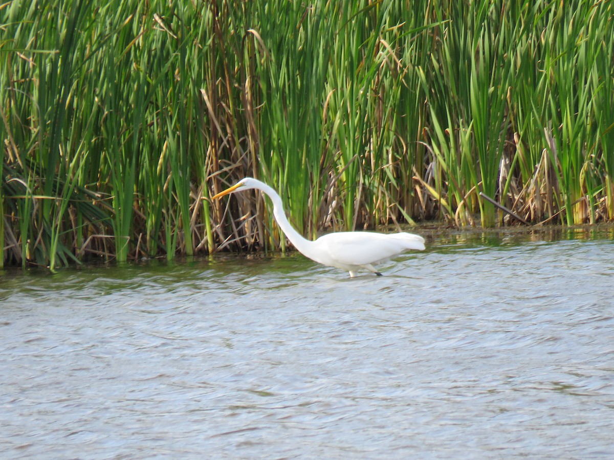 Great Egret - ML608984043
