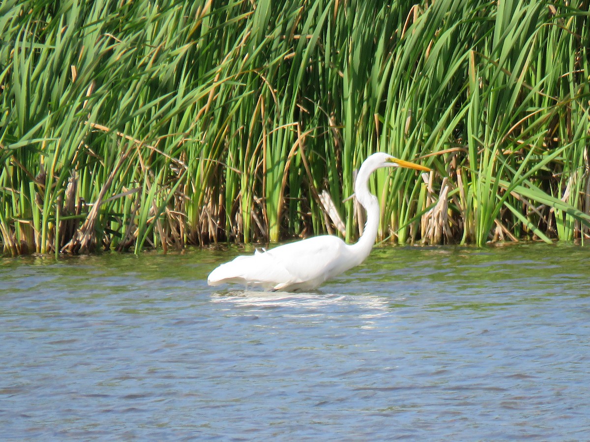 Great Egret - ML608984045