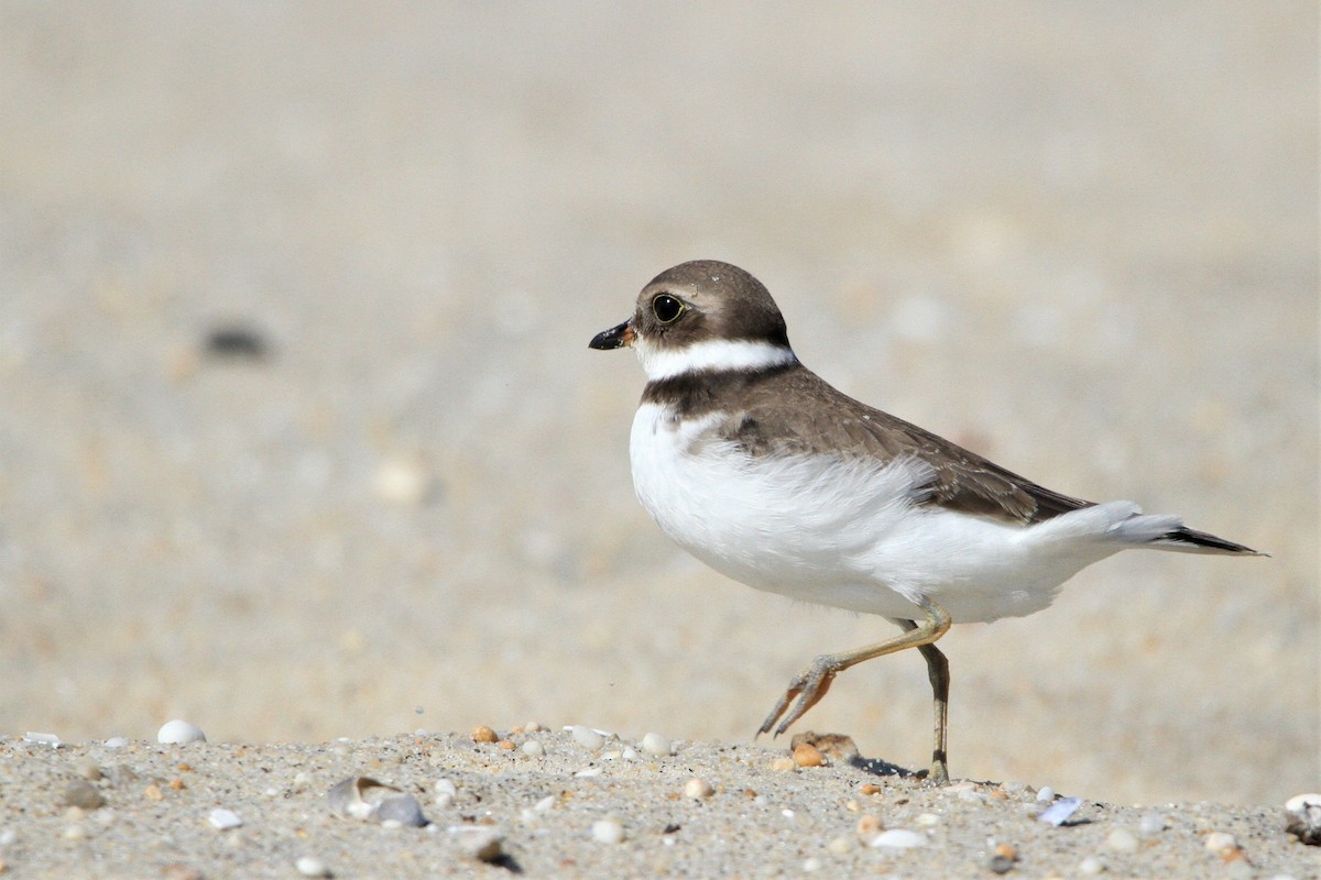 Semipalmated Plover - ML608984459