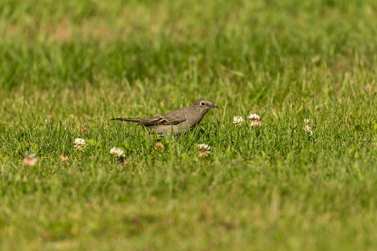 Townsend's Solitaire - ML608984789