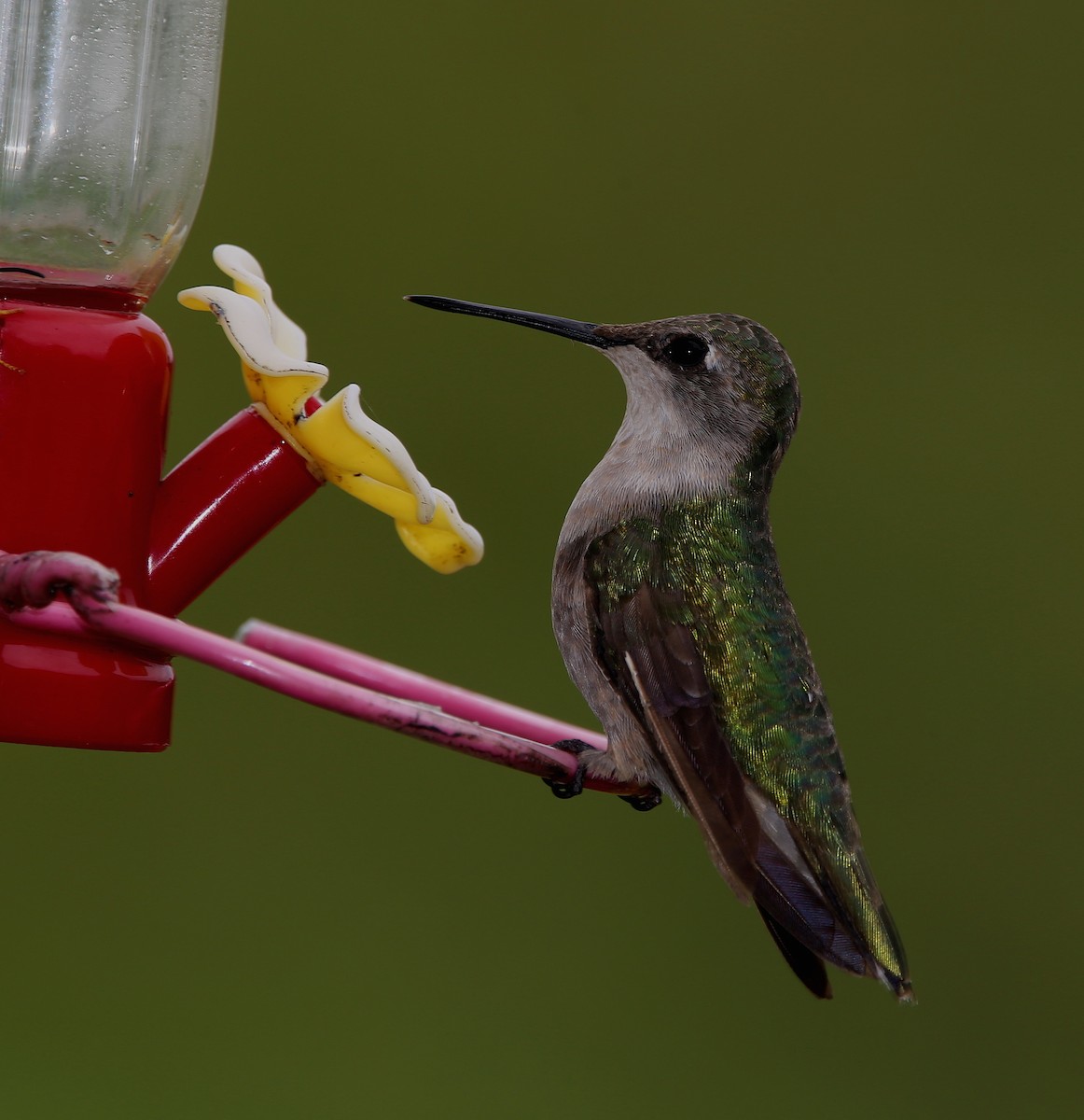 Ruby-throated Hummingbird - ML608984825
