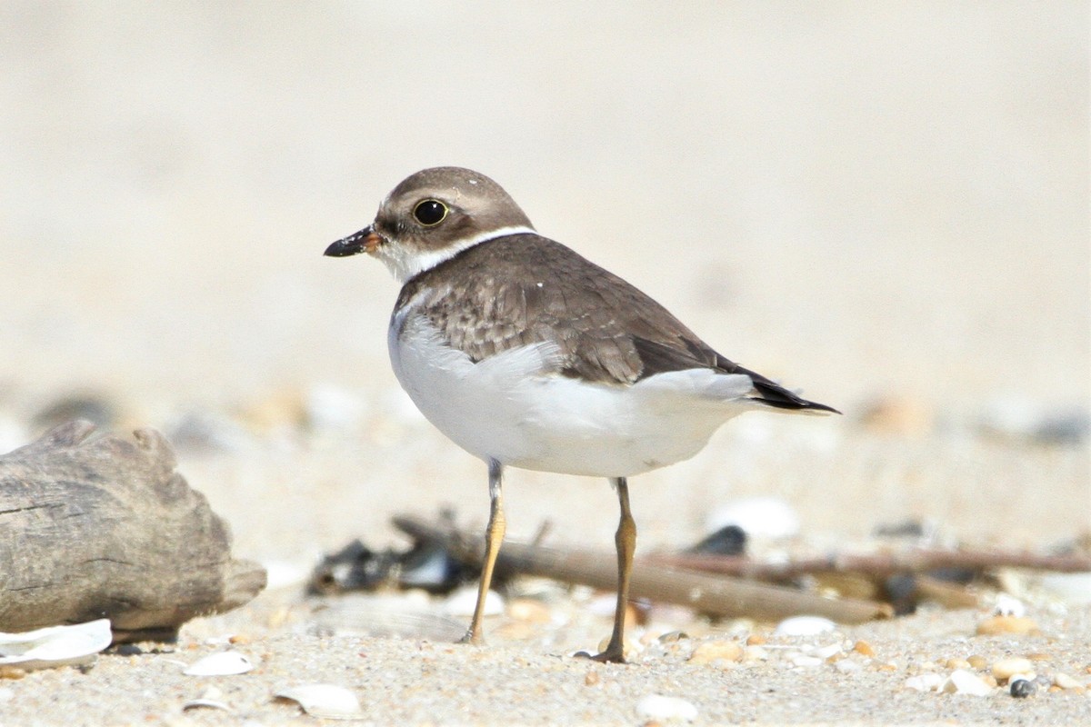 Semipalmated Plover - ML608984868