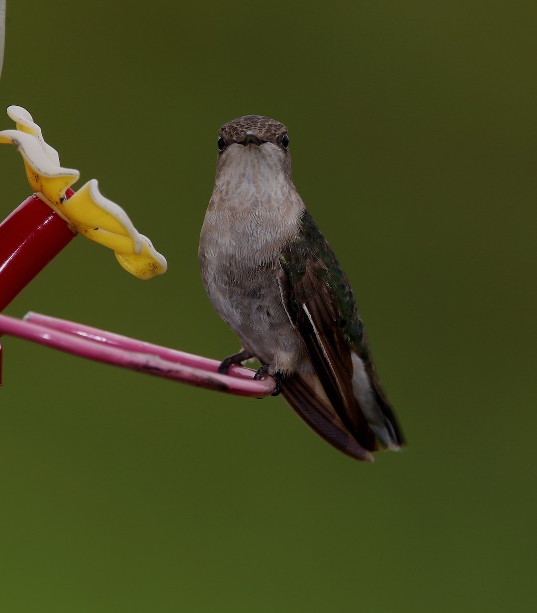 Ruby-throated Hummingbird - ML608984881