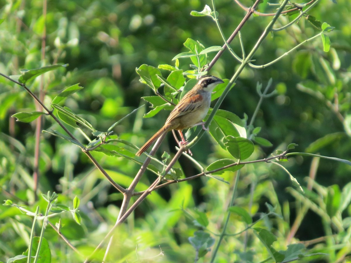 Stripe-headed Sparrow - ML608984887