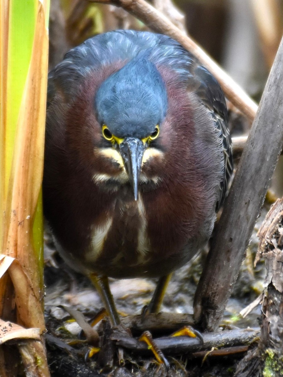 Green Heron - ML608986063