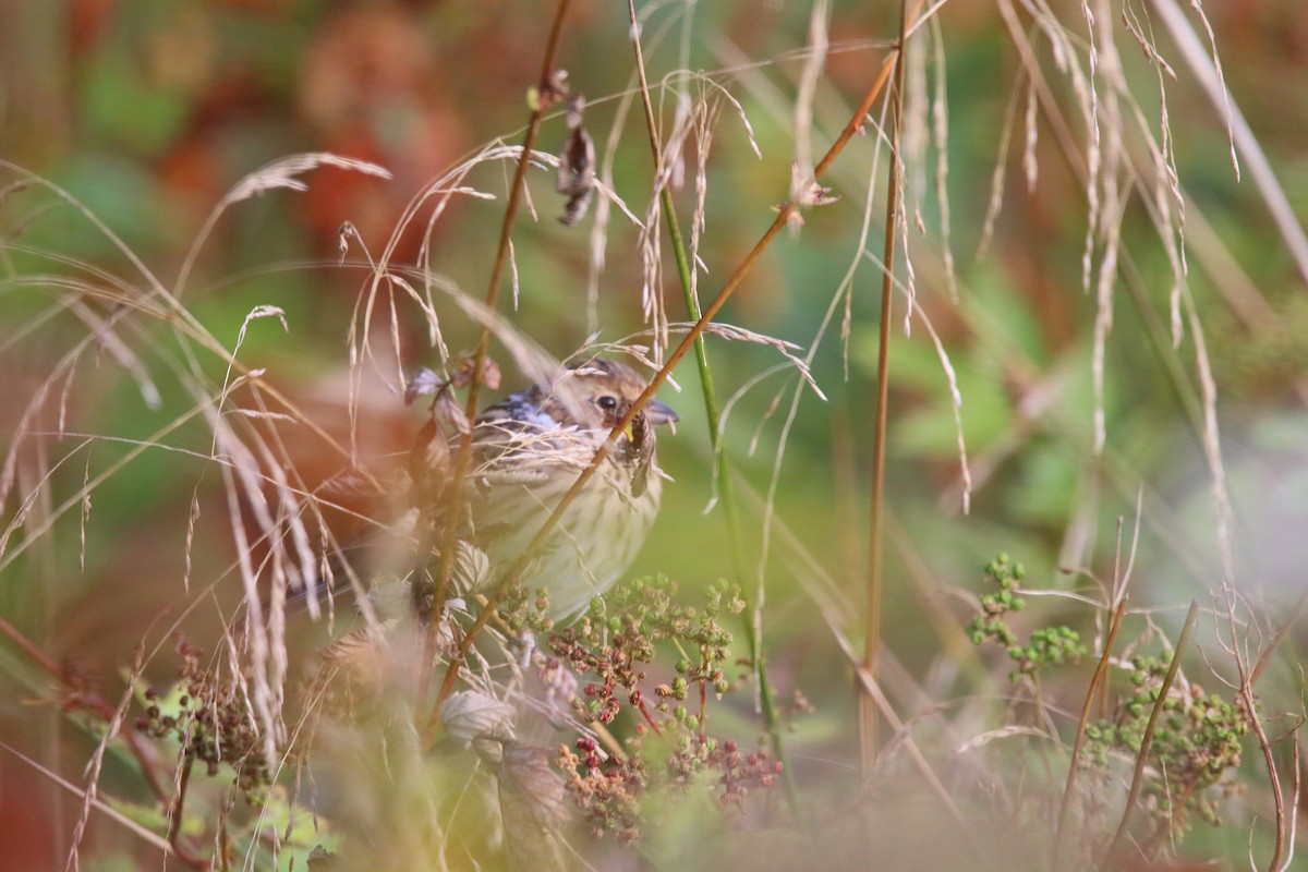 Reed Bunting - ML608986311
