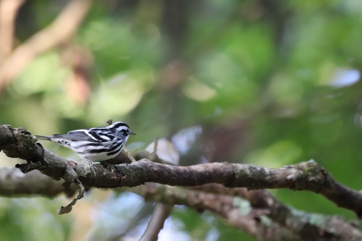 Black-and-white Warbler - ML608986456