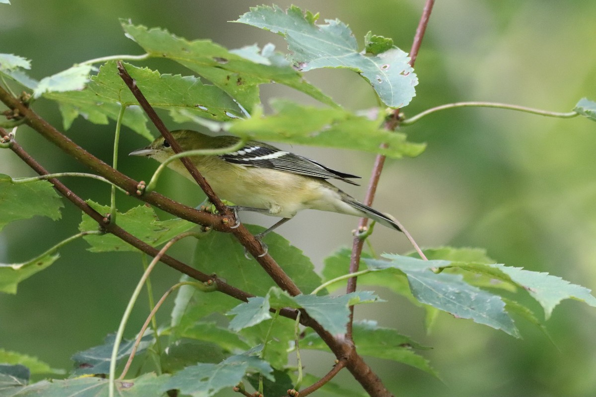 Bay-breasted Warbler - ML608986558