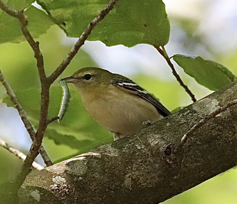 Bay-breasted Warbler - ML608986559