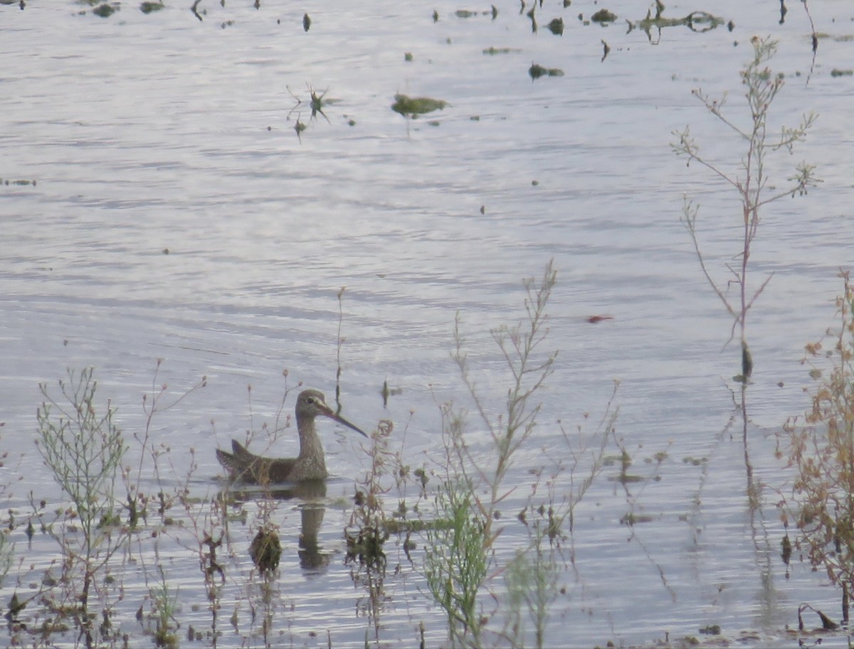 Spotted Redshank - ML608986690
