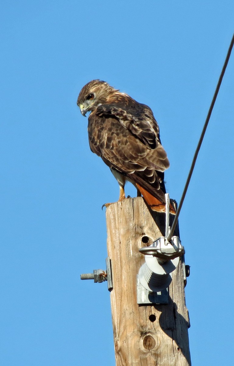 Red-tailed Hawk - ML608986722