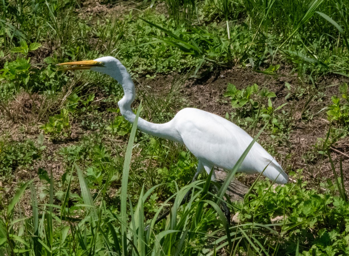 ダイサギ - ML608986851