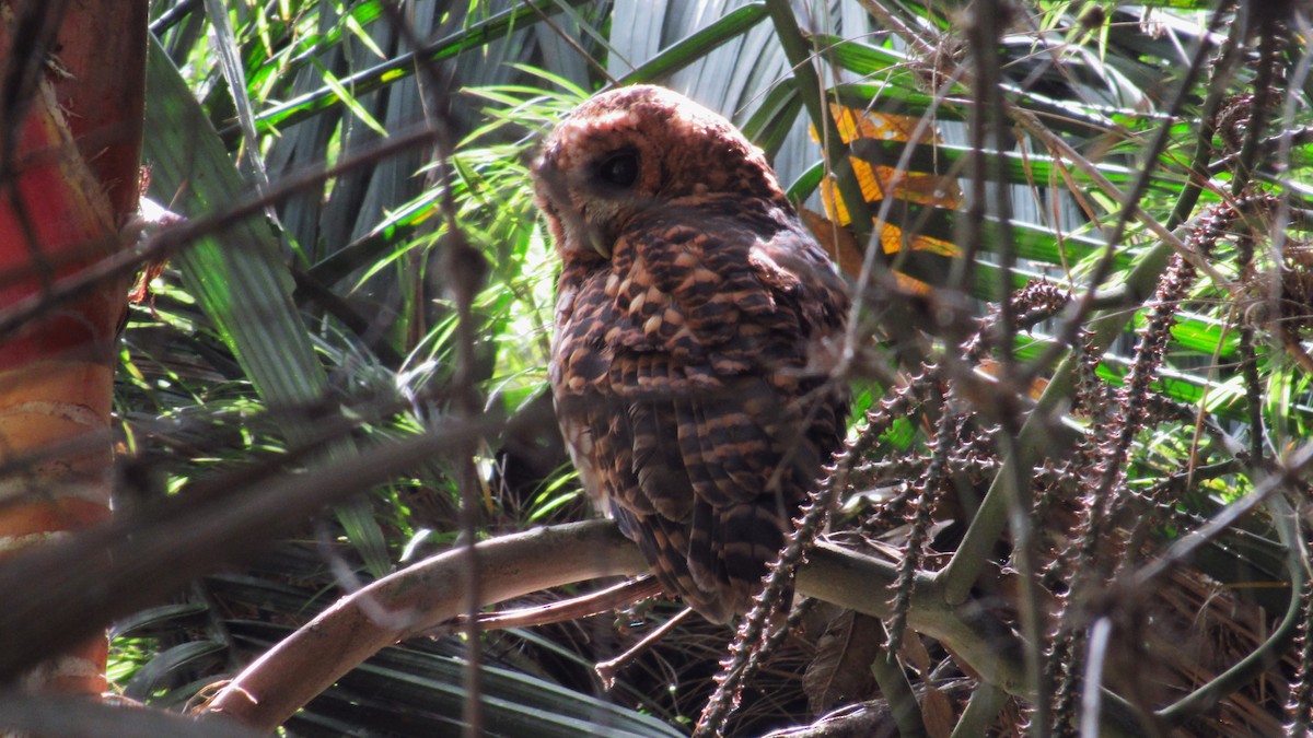 Rufous-banded Owl - ML608986854