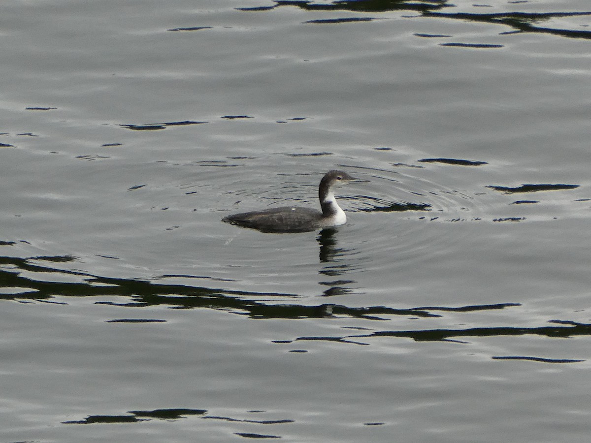 Common Loon - Penny Alley