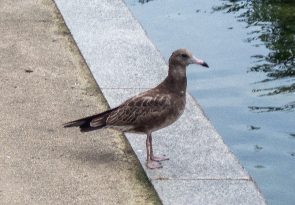ウミネコ - ML608987652