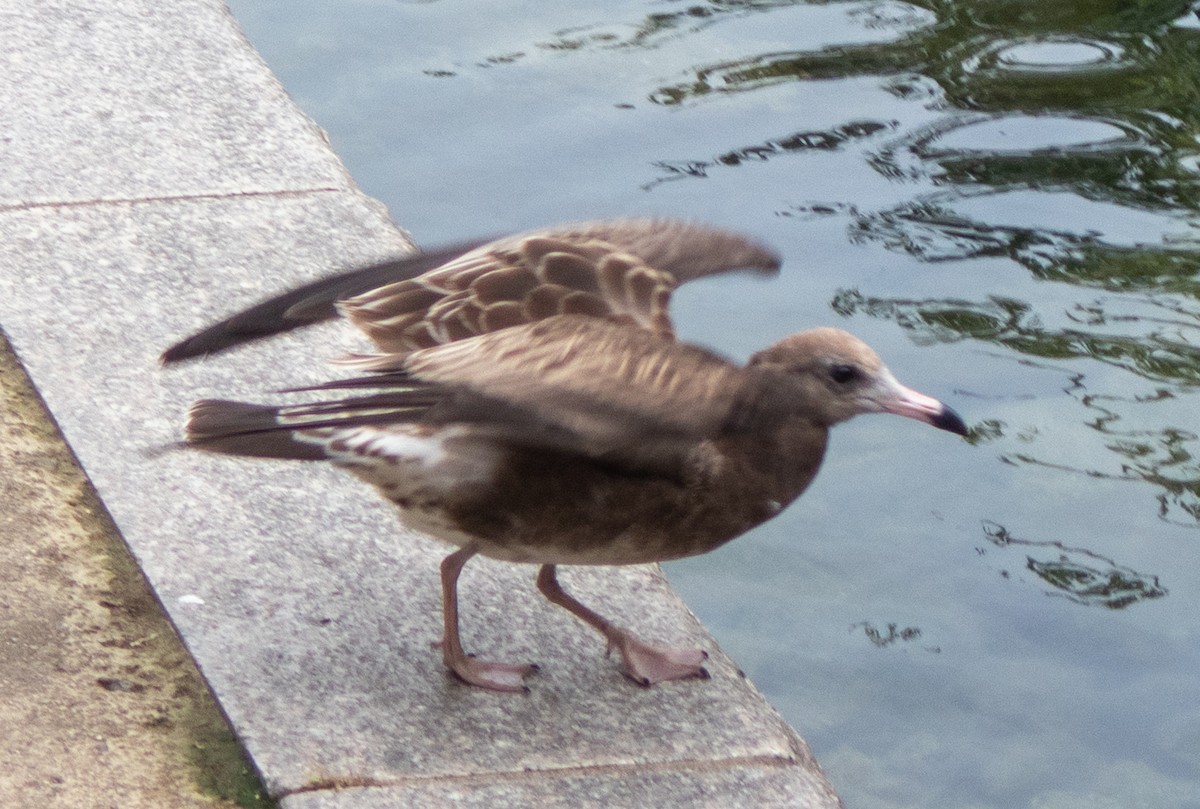 Black-tailed Gull - ML608987653