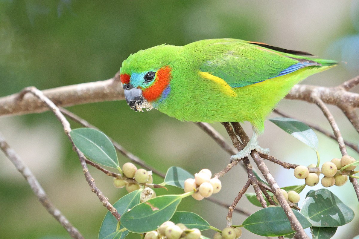 Double-eyed Fig-Parrot - ML608988178