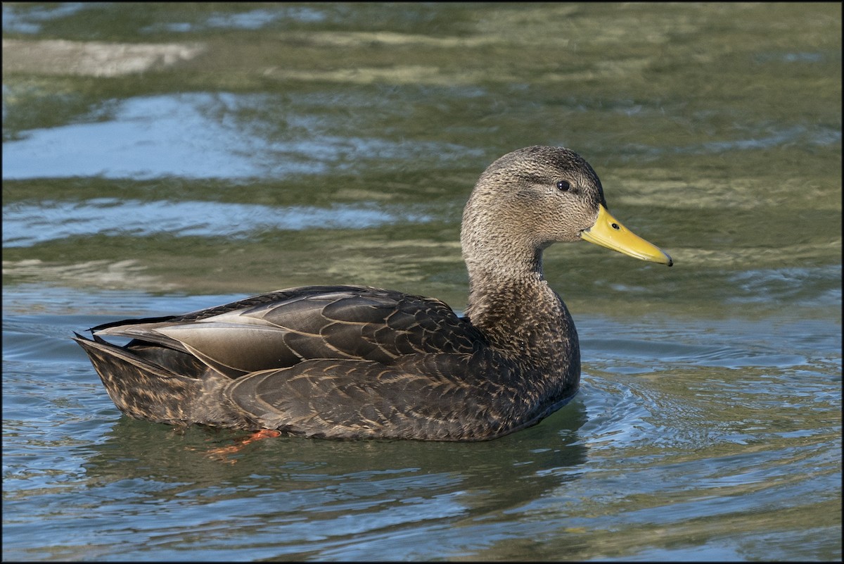 EBird Checklist 13 Apr 2023 3700 John Shaw Rd Ottawa CA ON 45