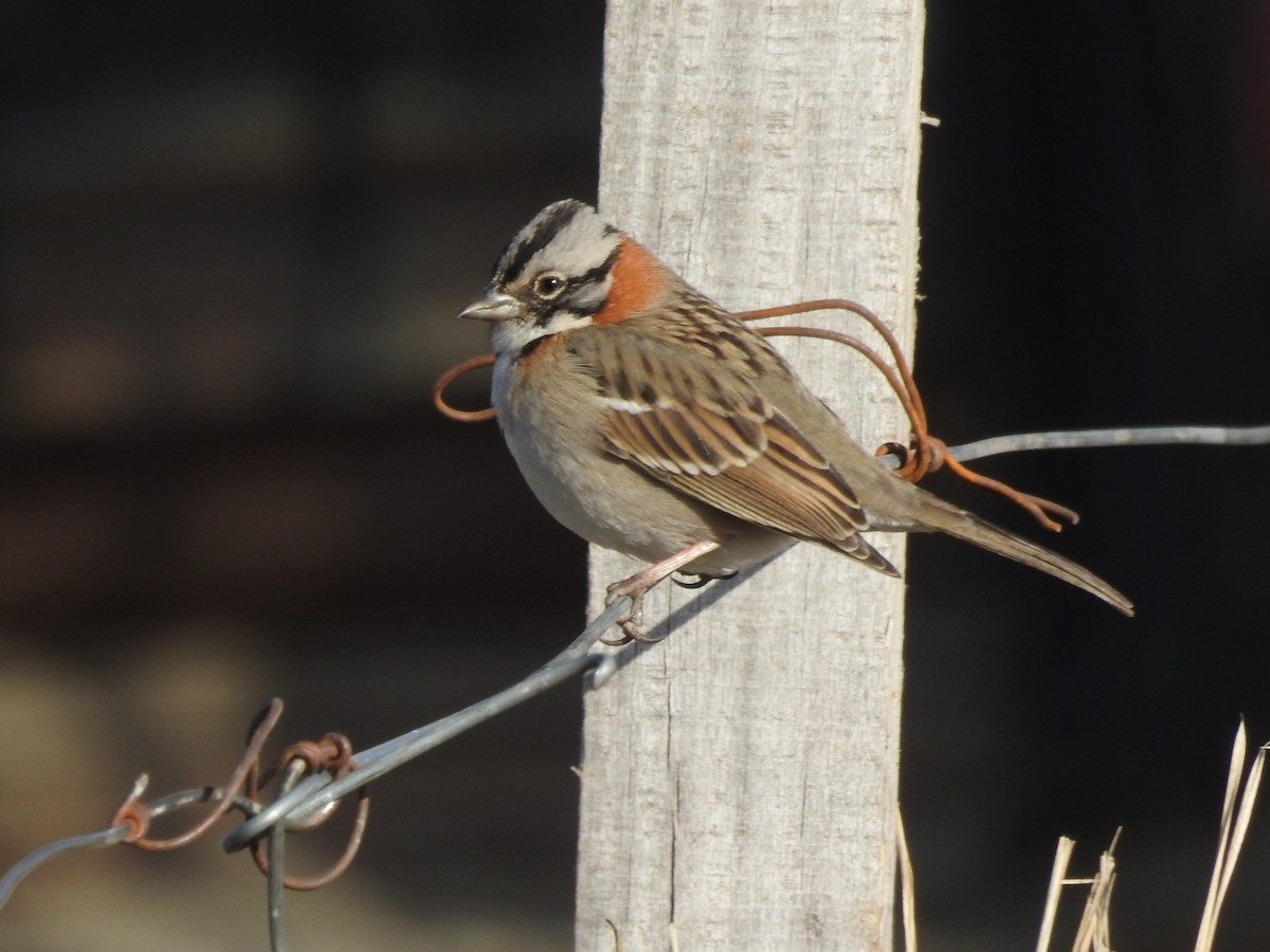 Rufous-collared Sparrow - German Roitman