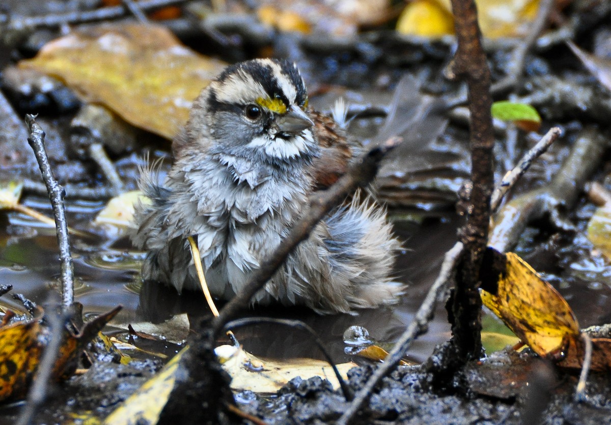 White-throated Sparrow - ML608988686