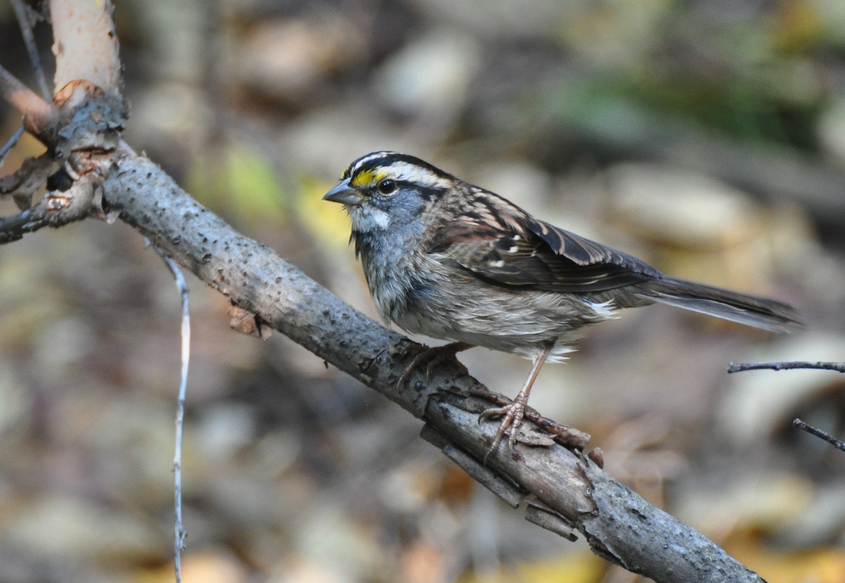 White-throated Sparrow - ML608988687