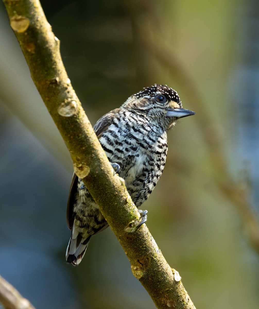 White-barred Piculet - ML608989545