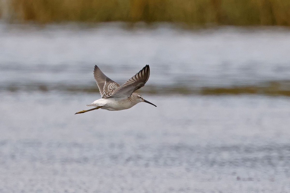 eBird Checklist 18 Sep 2023 Site historique du BancdePêchede