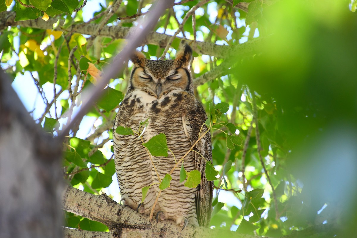 Great Horned Owl - ML608989975