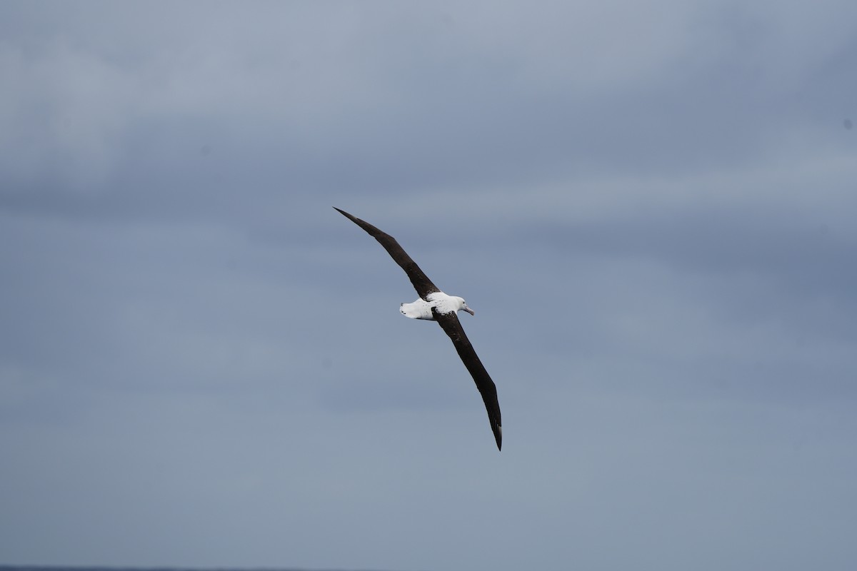 Northern/Southern Royal Albatross - ML608990170