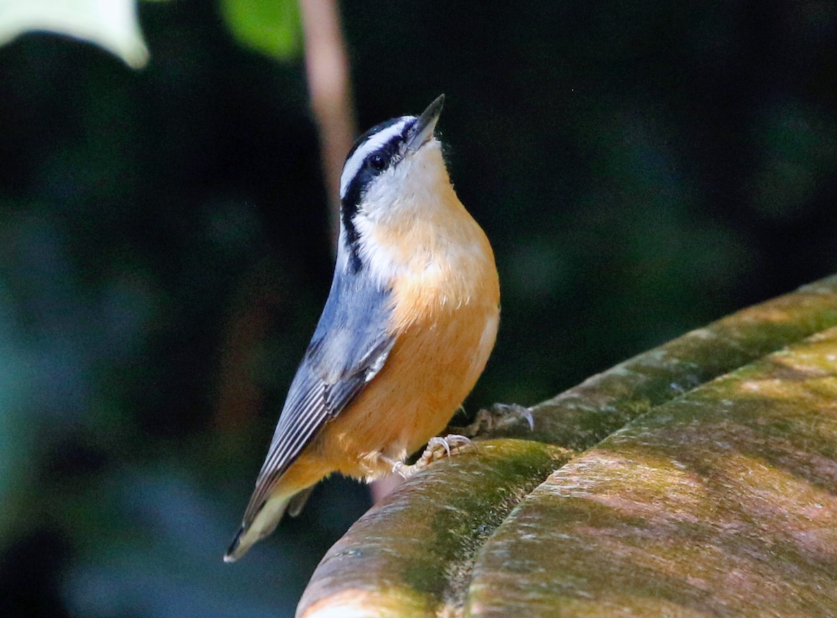 Red-breasted Nuthatch - ML608990349