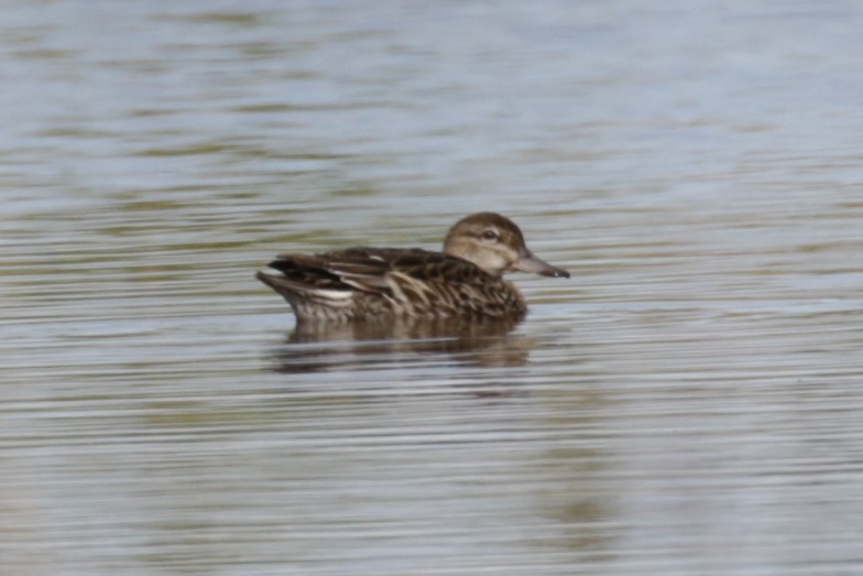 Green-winged Teal - ML608990438
