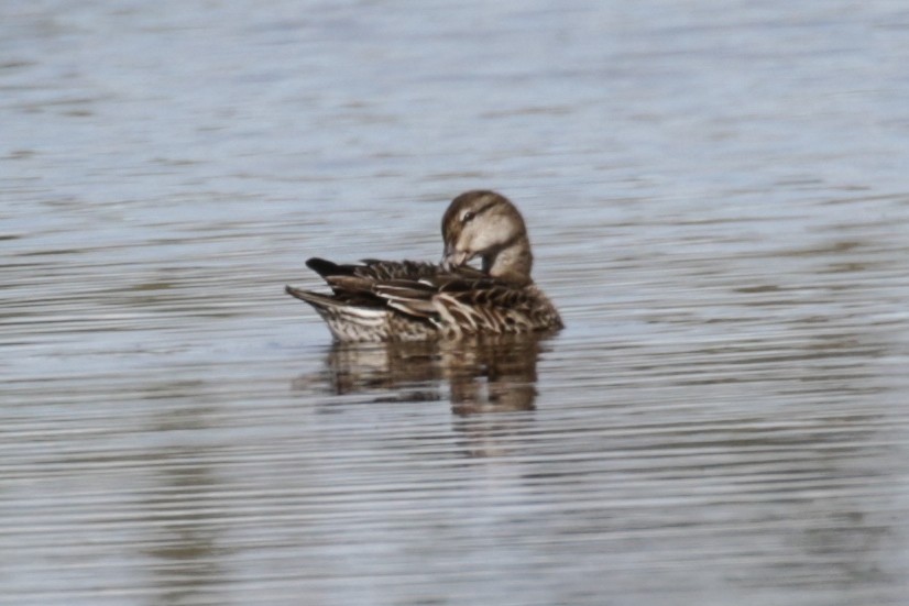 Green-winged Teal - ML608990440