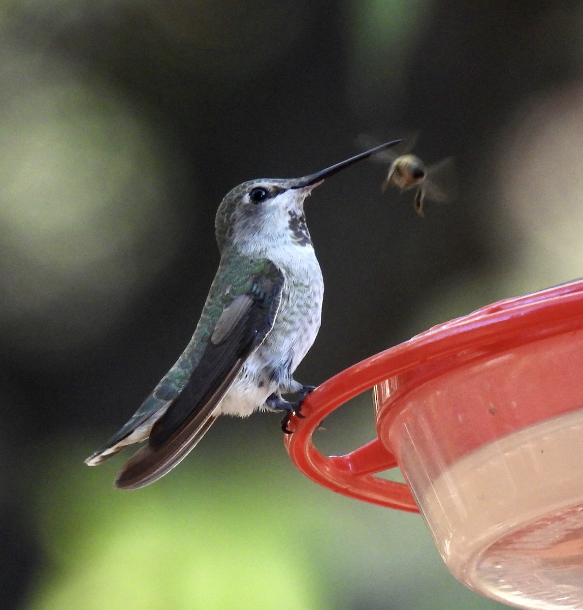 Black-chinned Hummingbird - ML608990594