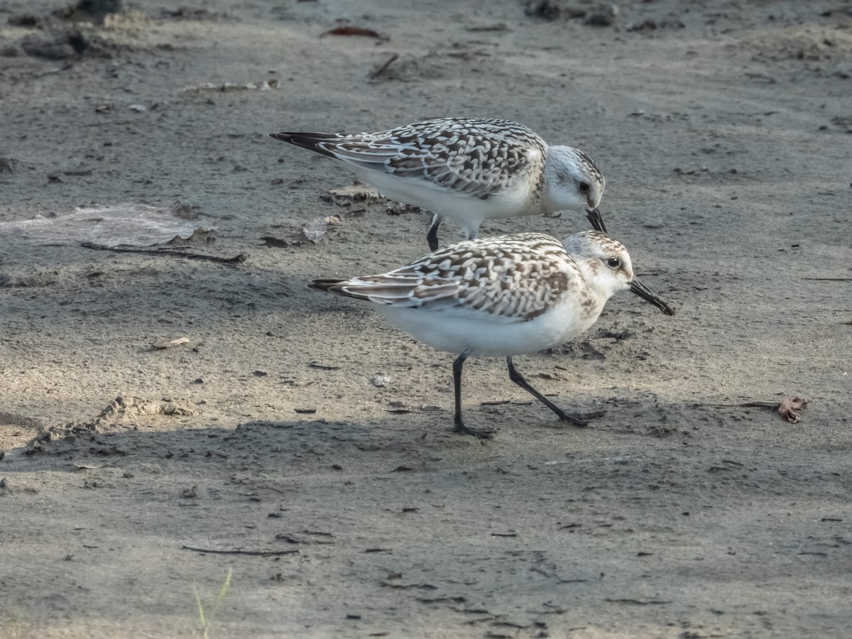 Sanderling - ML608990610