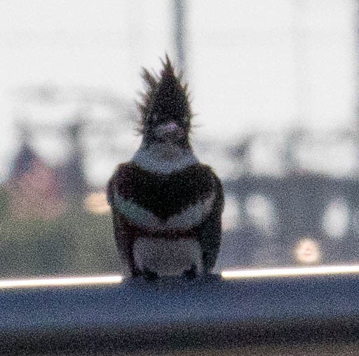 Belted Kingfisher - ML608990614