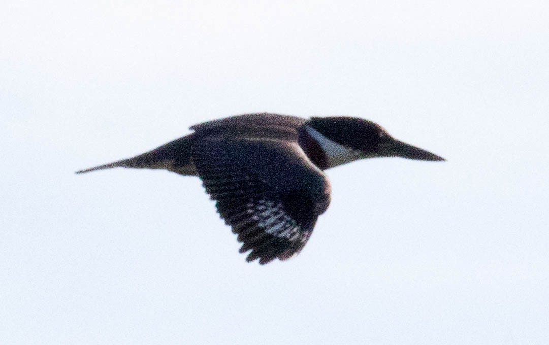 Belted Kingfisher - ML608990616