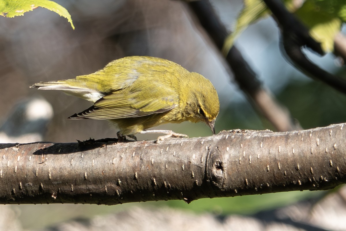 Tennessee Warbler - Vic Laubach