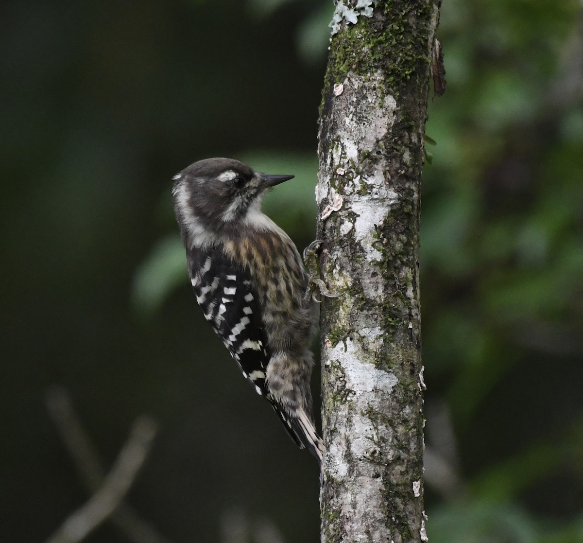 Japanese Pygmy Woodpecker - Kenta Togo