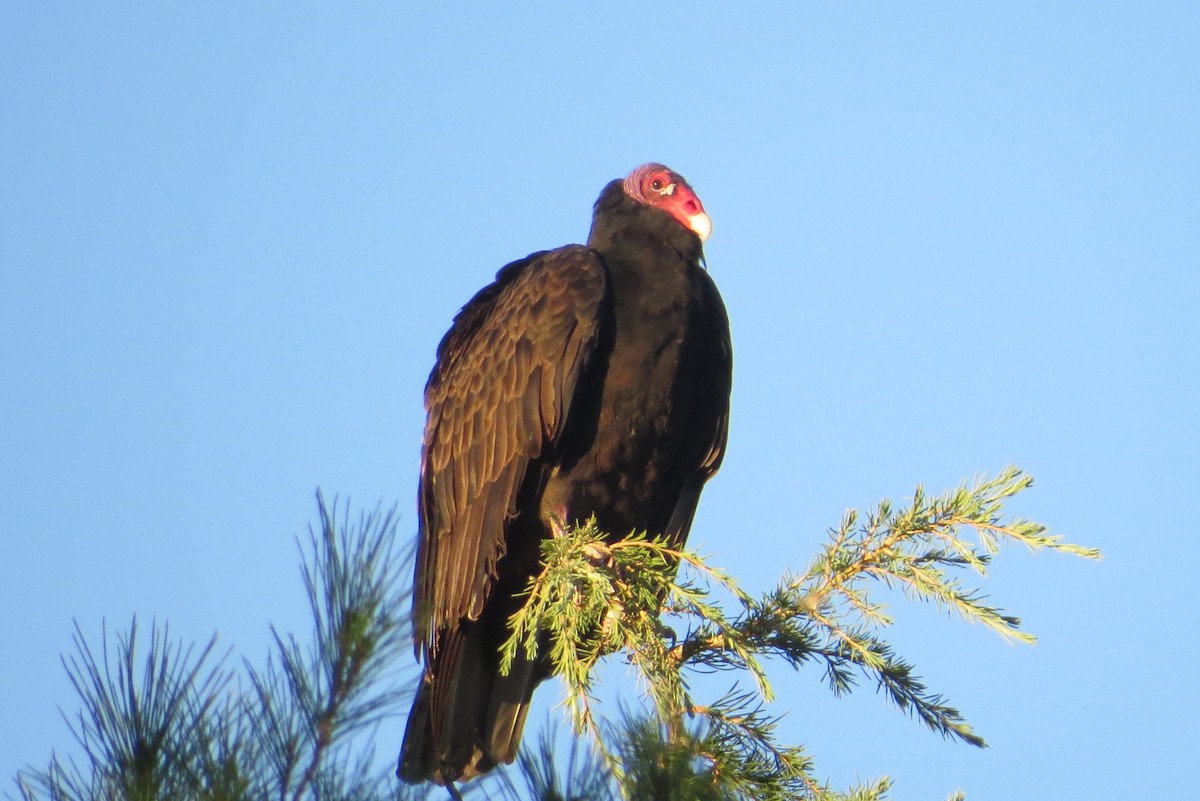 eBird Checklist 16 Sep 2023 village of Oak Creek / yard 3 species