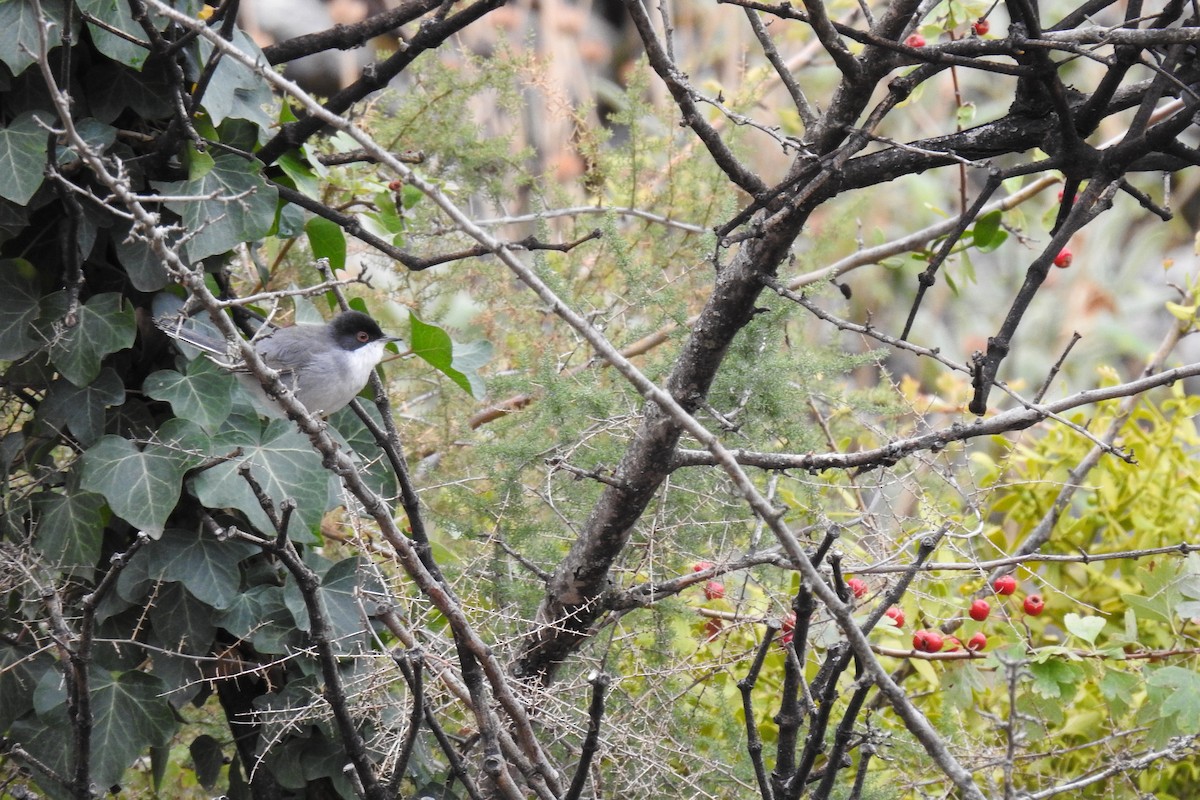 Sardinian Warbler - ML608991786