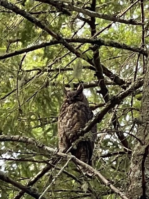 Great Horned Owl - John Green