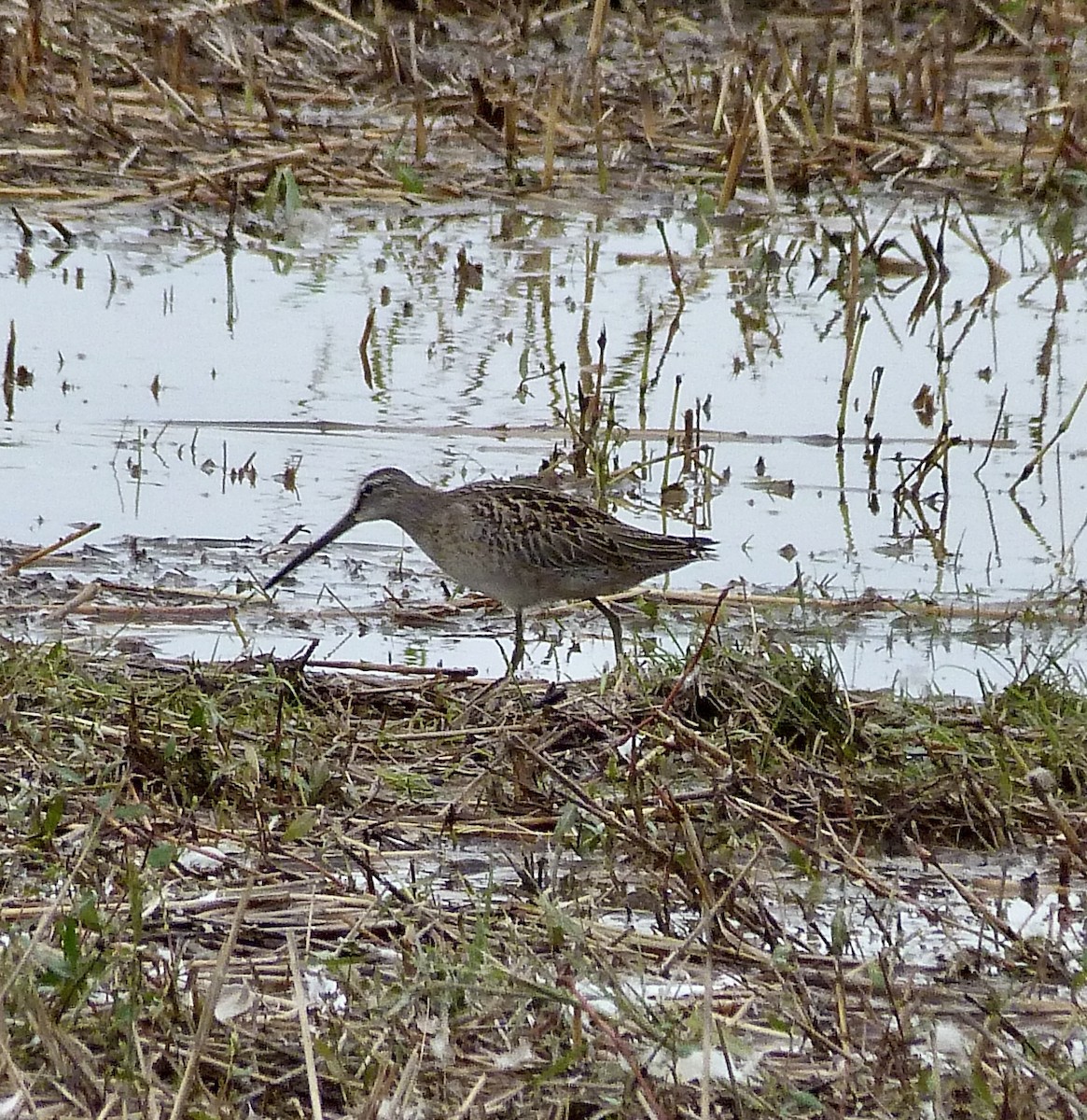 Long-billed Dowitcher - ML608991922
