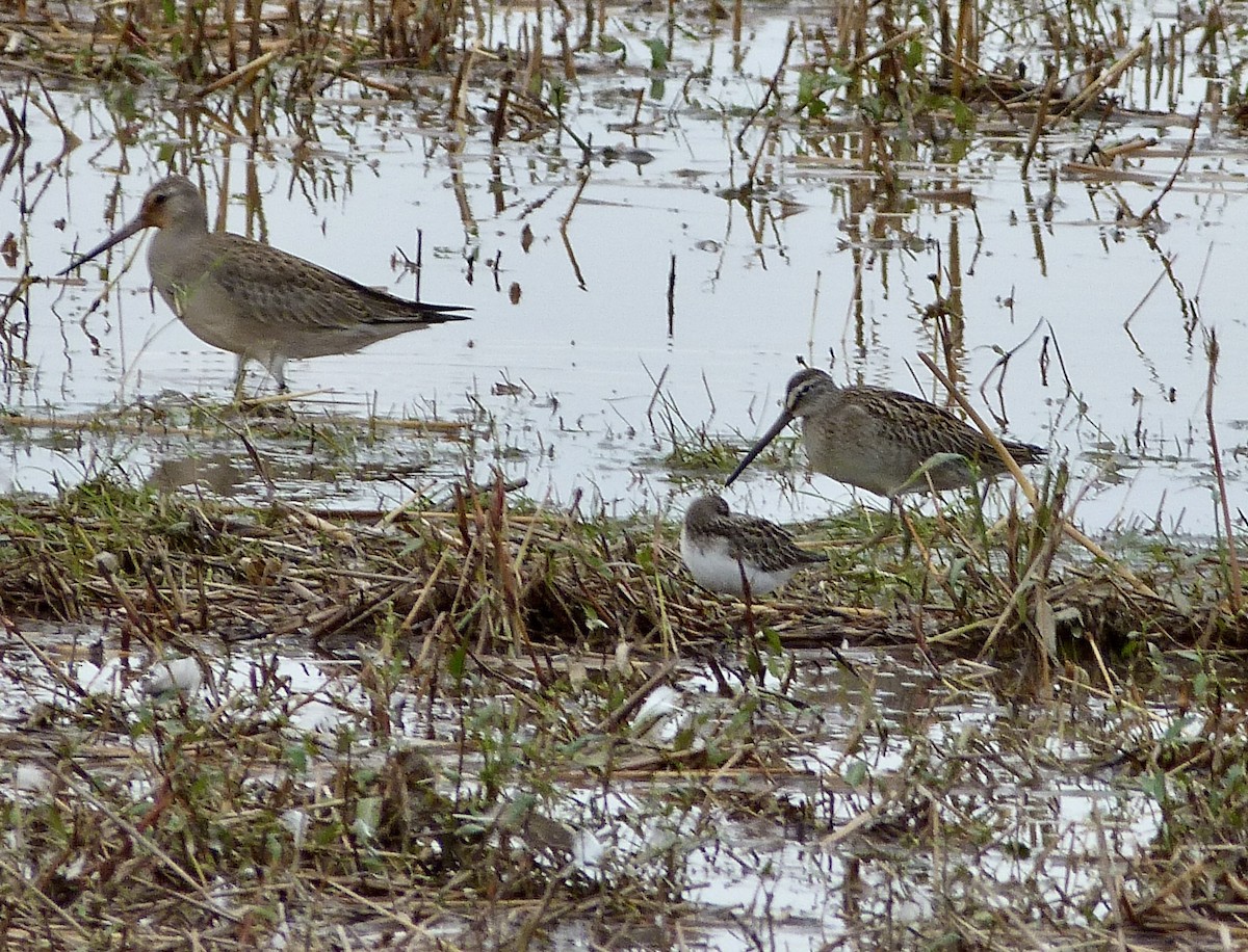 Long-billed Dowitcher - ML608991930