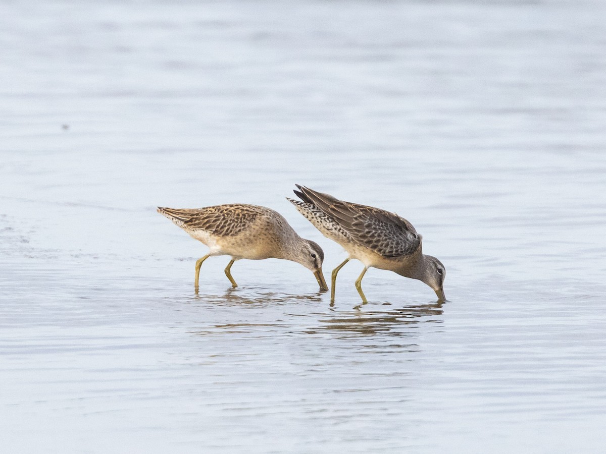 Long-billed Dowitcher - ML608992079