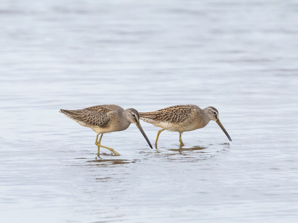 Long-billed Dowitcher - ML608992080