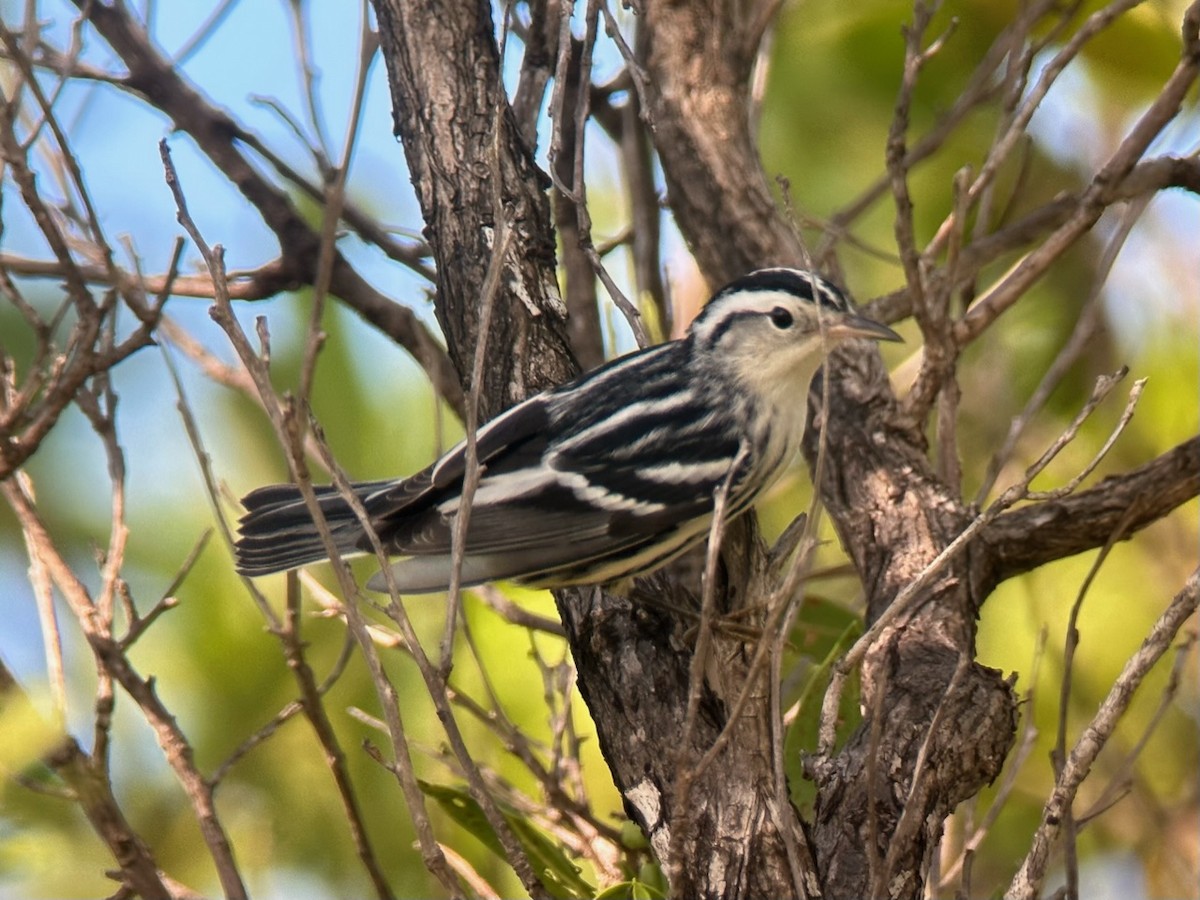 Black-and-white Warbler - ML608992105